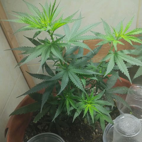 Cleide e Cláudia  growlog timeline photo