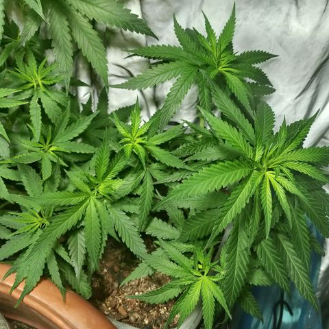 Cleide e Cláudia  growlog timeline photo
