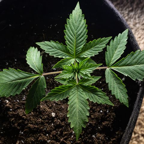 Critical+ 2.0 Autoflowering growlog timeline photo