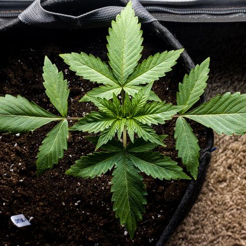 Critical+ 2.0 Autoflowering growlog timeline photo