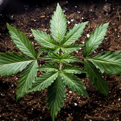Strawberry Cheesecake Auto growlog timeline photo