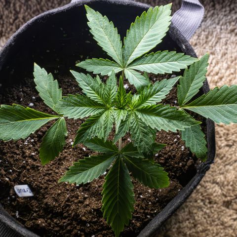 Critical+ 2.0 Autoflowering growlog timeline photo