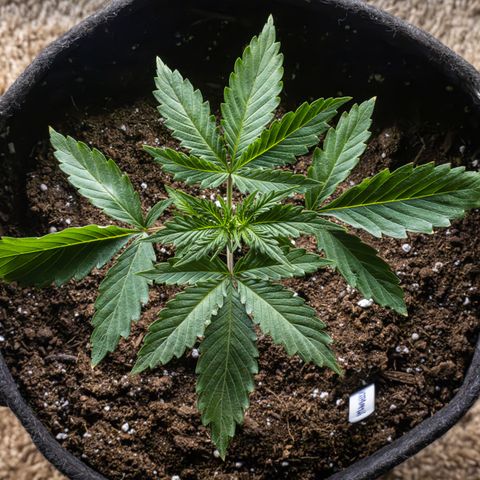 Strawberry Cheesecake Auto growlog timeline photo