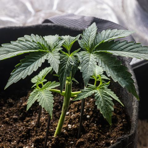Critical+ 2.0 Autoflowering growlog photo: Topped and trimmed bottom fan leaves to encourage growth up and out
