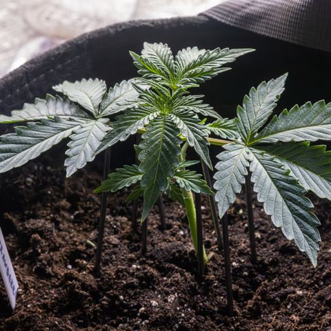 Strawberry Cheesecake Auto growlog photo: Trimmed bottom fan leaves and started training