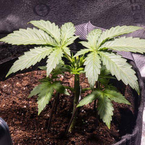 Critical+ 2.0 Autoflowering growlog timeline photo
