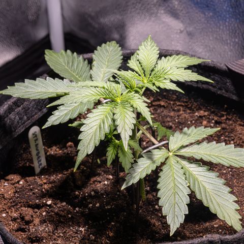 Strawberry Cheesecake Auto growlog timeline photo