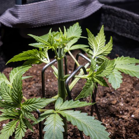 Critical+ 2.0 Autoflowering growlog photo: Heavy defoliation of first fan leaves and begun training 