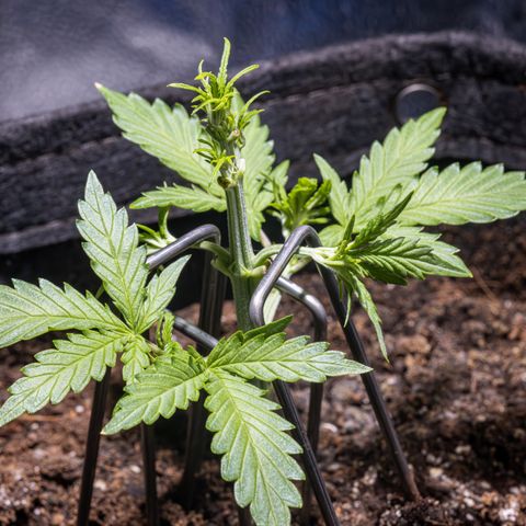 Strawberry Cheesecake Auto growlog photo: Heavy defoliation of first fan leaves and begun training