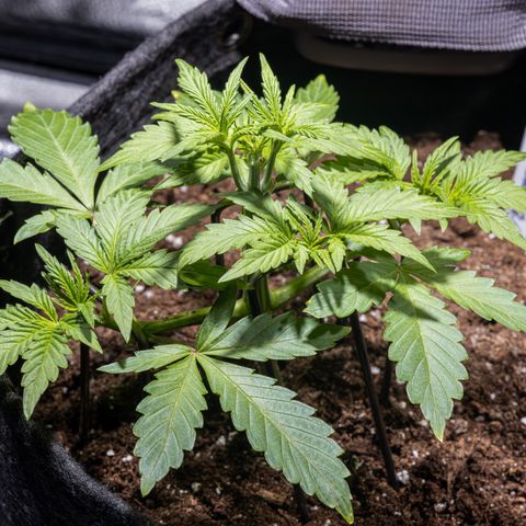 Critical+ 2.0 Autoflowering growlog timeline photo