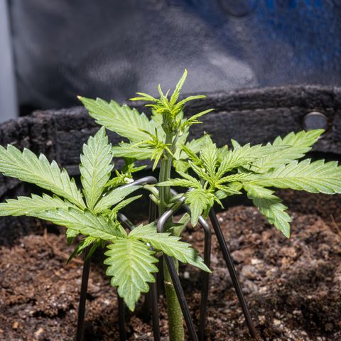 Strawberry Cheesecake Auto growlog timeline photo