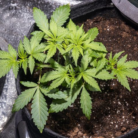 Critical+ 2.0 Autoflowering growlog timeline photo
