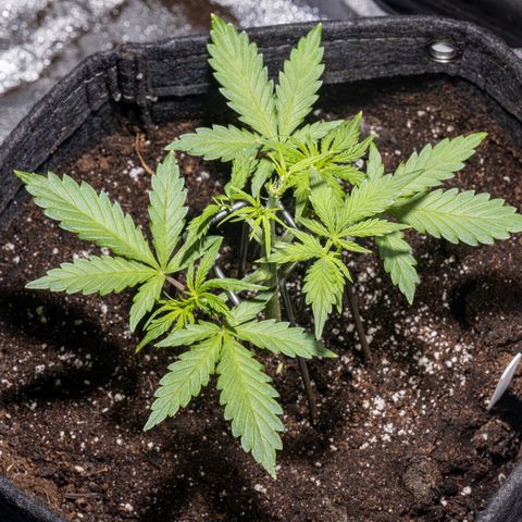 Strawberry Cheesecake Auto growlog timeline photo
