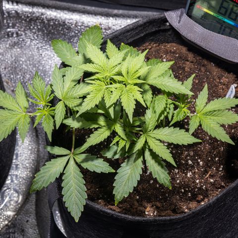 Critical+ 2.0 Autoflowering growlog timeline photo