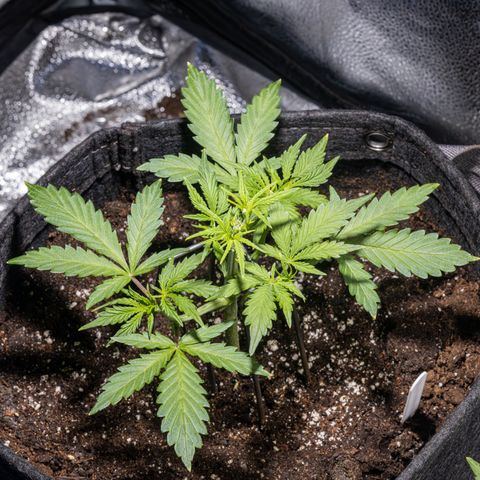 Strawberry Cheesecake Auto growlog timeline photo