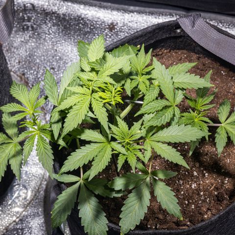 Critical+ 2.0 Autoflowering growlog timeline photo