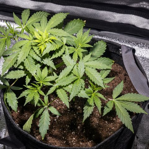 Critical+ 2.0 Autoflowering growlog timeline photo