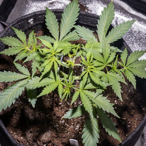 Strawberry Cheesecake Auto growlog timeline photo