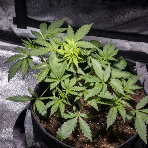 Critical+ 2.0 Autoflowering growlog timeline photo