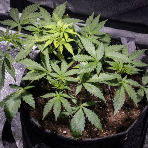 Critical+ 2.0 Autoflowering growlog timeline photo