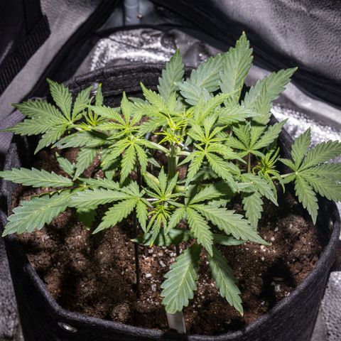 Strawberry Cheesecake Auto growlog timeline photo