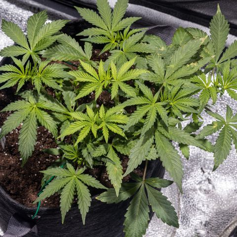 Critical+ 2.0 Autoflowering growlog timeline photo