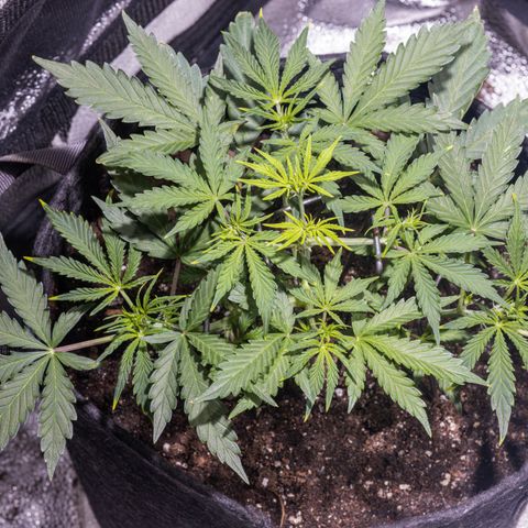 Strawberry Cheesecake Auto growlog timeline photo