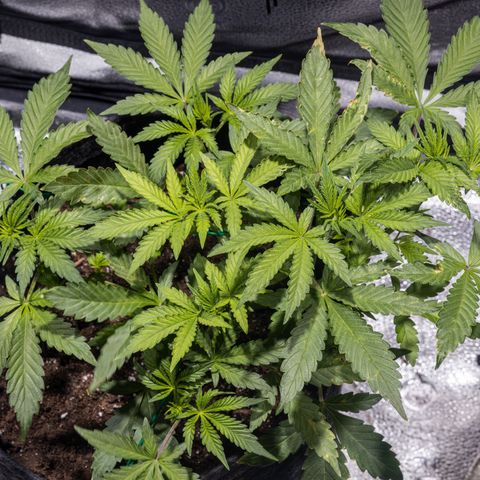 Critical+ 2.0 Autoflowering growlog timeline photo