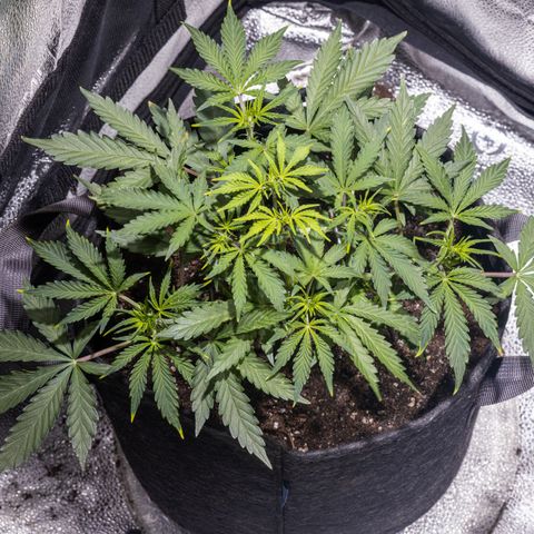 Strawberry Cheesecake Auto growlog timeline photo
