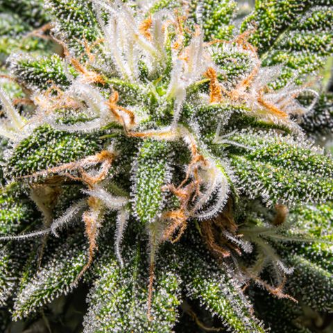 Strawberry Cheesecake Auto growlog timeline photo
