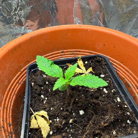 hamnesia haze from ermafrodite  growlog timeline photo