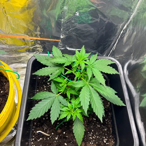 hamnesia haze from ermafrodite  growlog timeline photo