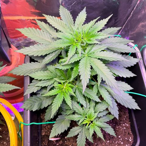 hamnesia haze from ermafrodite  growlog timeline photo