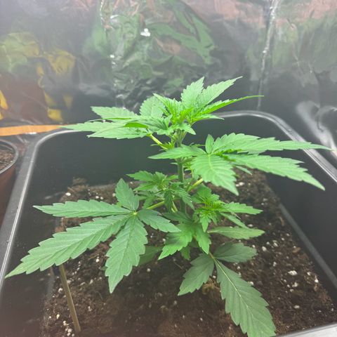 hamnesia haze from ermafrodite  growlog timeline photo