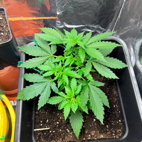 hamnesia haze from ermafrodite  growlog timeline photo
