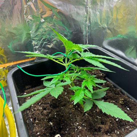 hamnesia haze from ermafrodite  growlog timeline photo