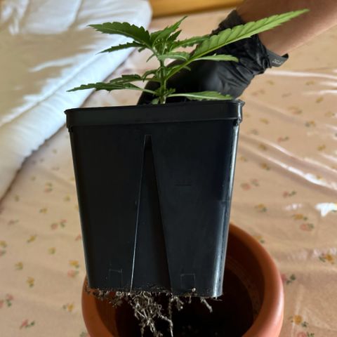 hamnesia haze from ermafrodite  growlog timeline photo