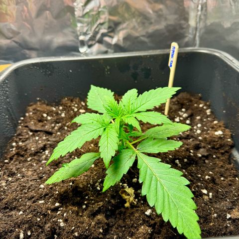 hamnesia haze from ermafrodite  growlog timeline photo