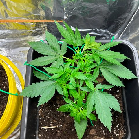 hamnesia haze from ermafrodite  growlog timeline photo