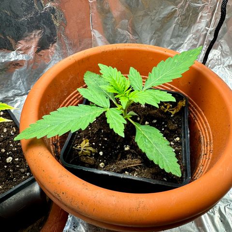 hamnesia haze from ermafrodite  growlog timeline photo