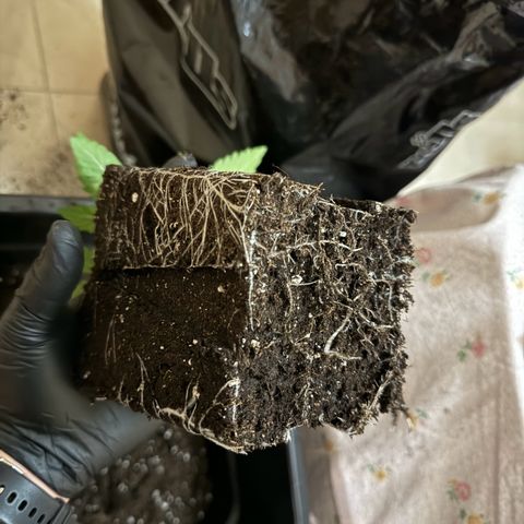 hamnesia haze from ermafrodite  growlog timeline photo