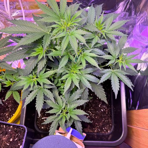 hamnesia haze from ermafrodite  growlog timeline photo