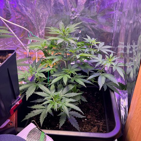 hamnesia haze from ermafrodite  growlog timeline photo