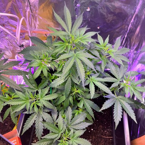 hamnesia haze from ermafrodite  growlog timeline photo