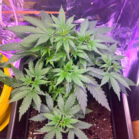 hamnesia haze from ermafrodite  growlog timeline photo