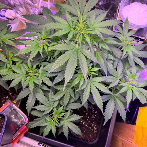 hamnesia haze from ermafrodite  growlog timeline photo
