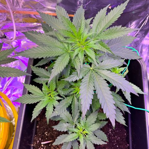 hamnesia haze from ermafrodite  growlog timeline photo
