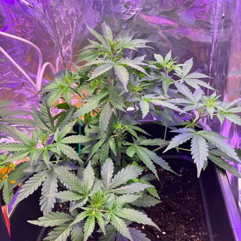 hamnesia haze from ermafrodite  growlog timeline photo