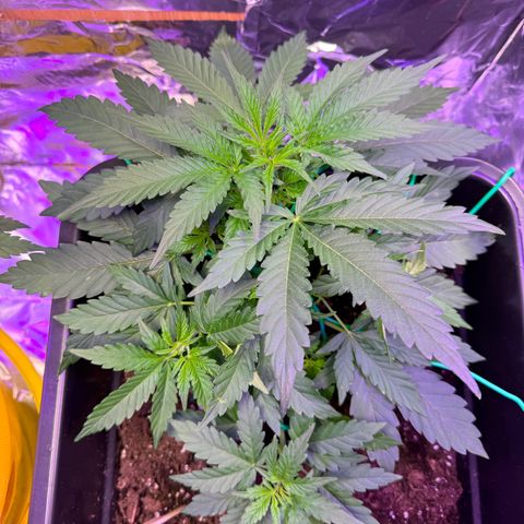 hamnesia haze from ermafrodite  growlog timeline photo