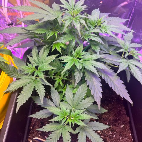 hamnesia haze from ermafrodite  growlog timeline photo